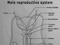 Female Organs Diagram Female Organs Diagram