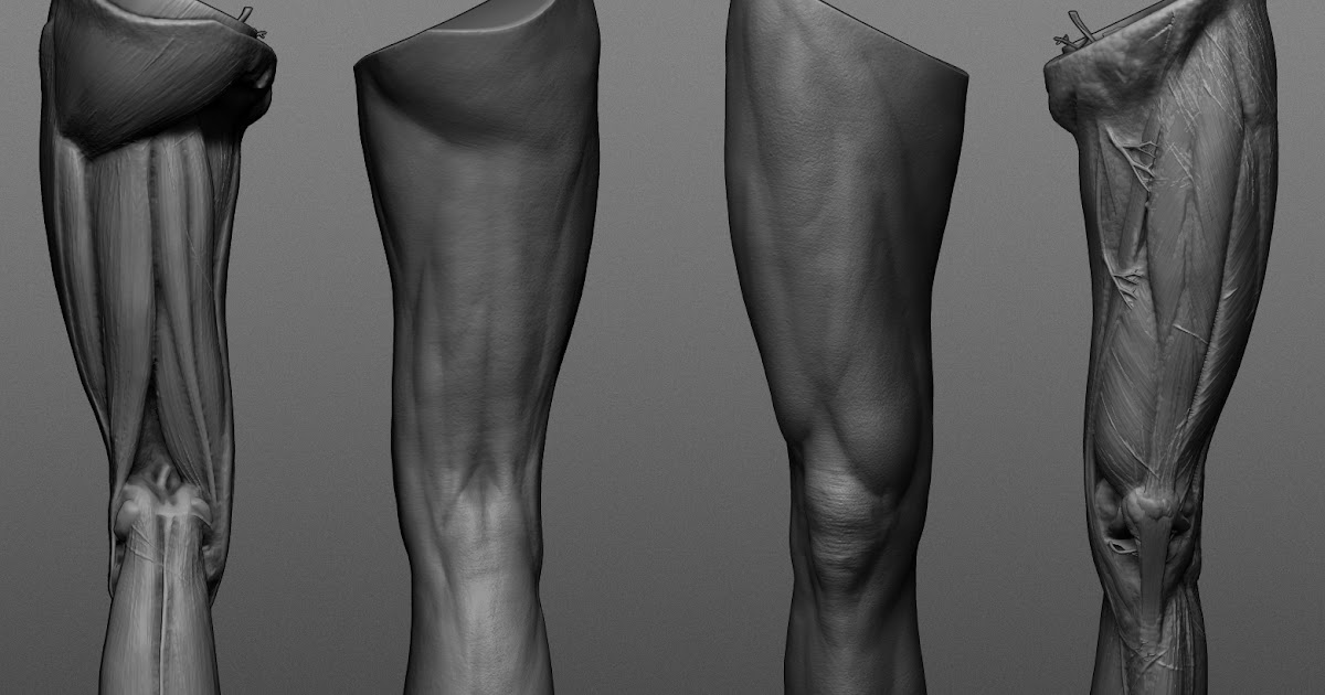 Ren Manuel 3D Art: Leg anatomy study [wip]