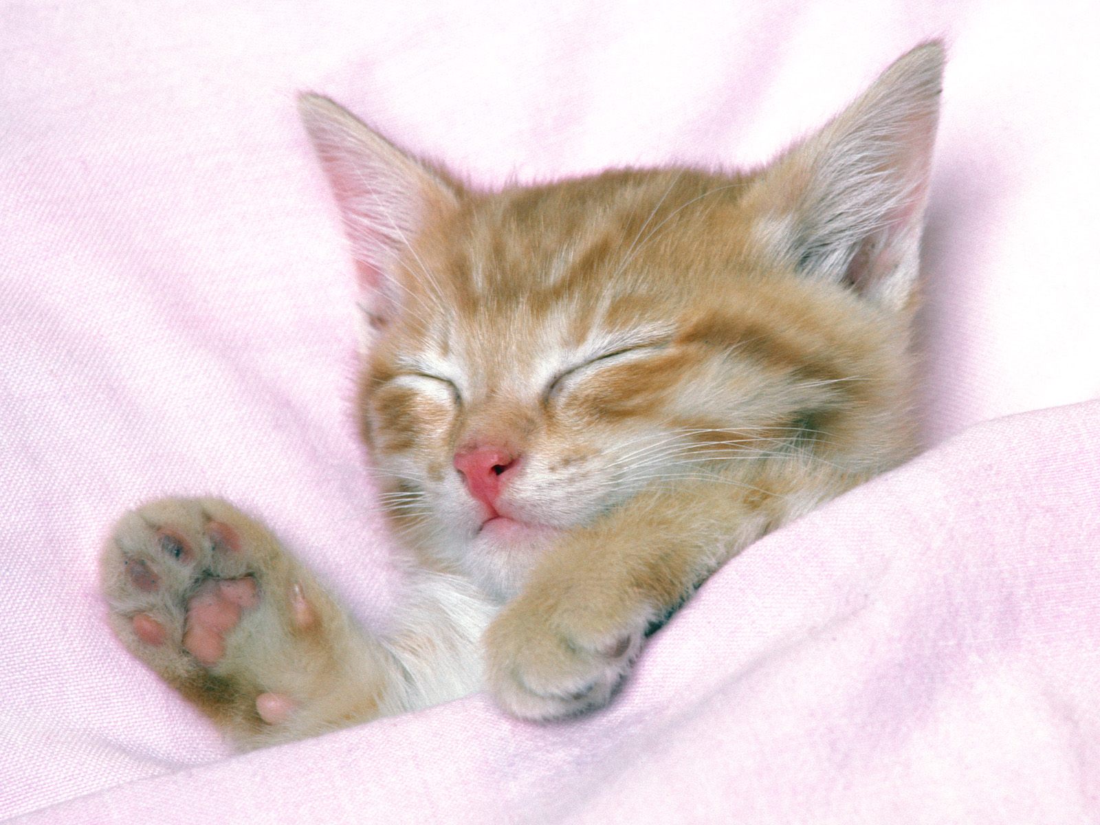 http://4.bp.blogspot.com/-fCw_ebMDQhw/T31FKzZNc5I/AAAAAAAAAQE/EFmIlhccjSs/s1600/Sleeping-Cat-Wallpapers-HD.jpg