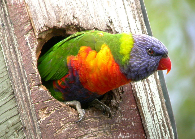 The Rainbow Lorikeet HD Wallpapers And Taxonomy Everything 4u