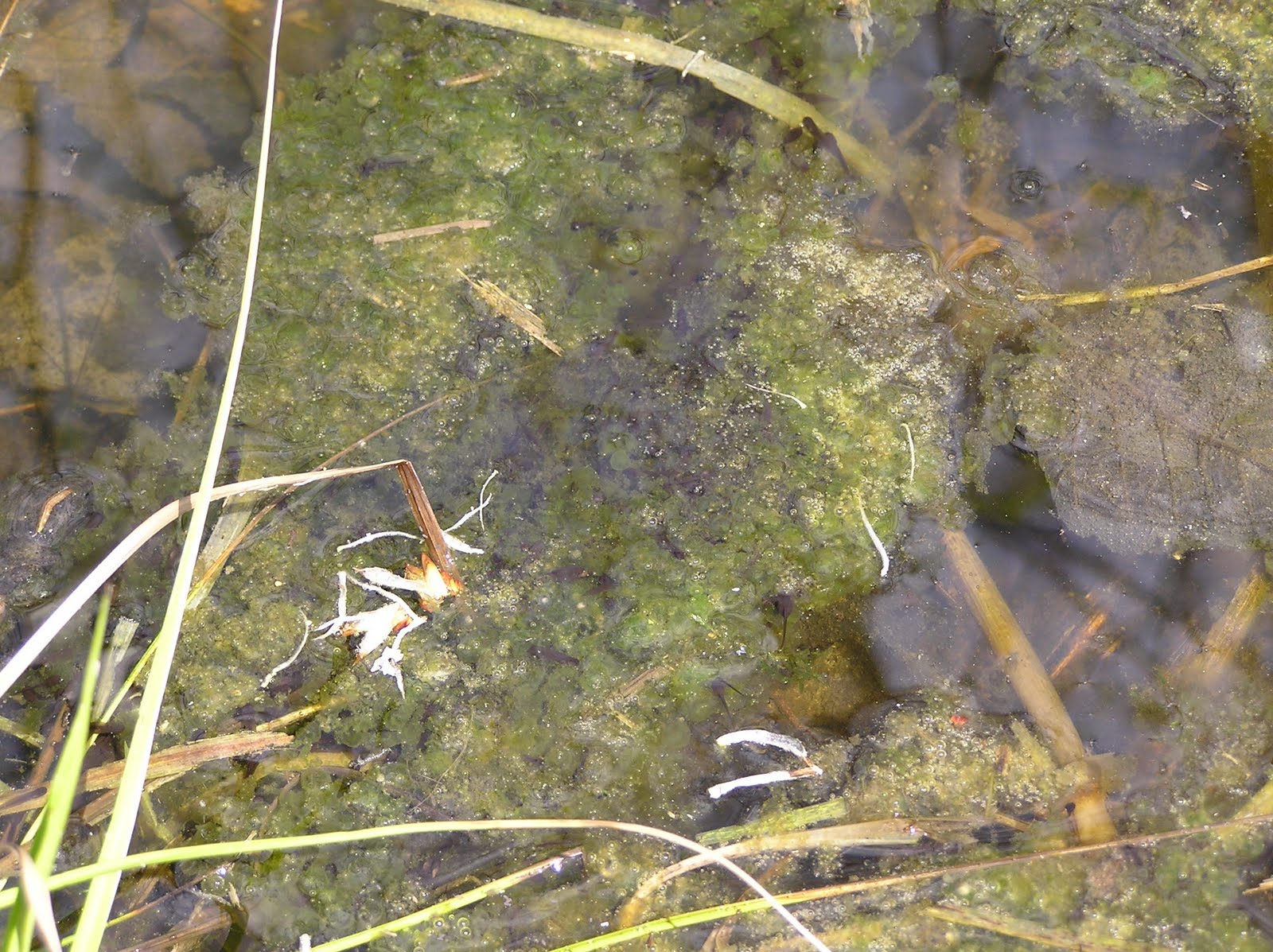 Duluth Frog Blog Developing Wood Frog Eggs
