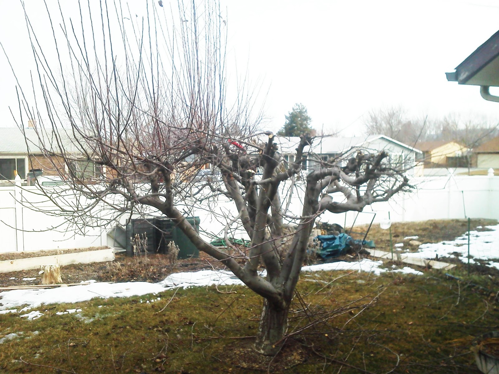 tree pruning fruit pruned half another shot