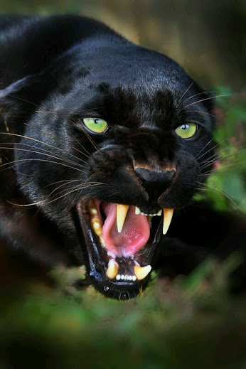 spirits of this world the spirit of jaguar