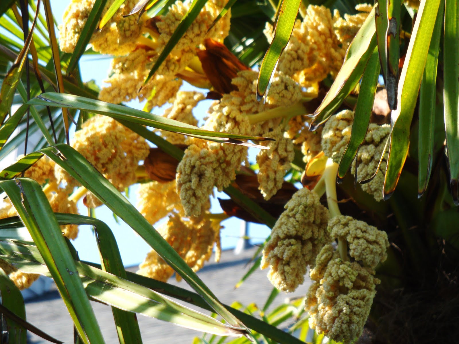 penguinstamper Palm Tree Flower!