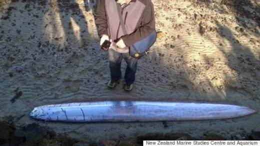 Ένα «θαλάσσιο τέρας» ξεβράστηκε στη Ν. Ζηλανδία. thalasio-teras-sth-nea-zhlandia 1