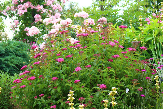 Roses Du Jardin Cheneland Spiraea Japonica White Gold