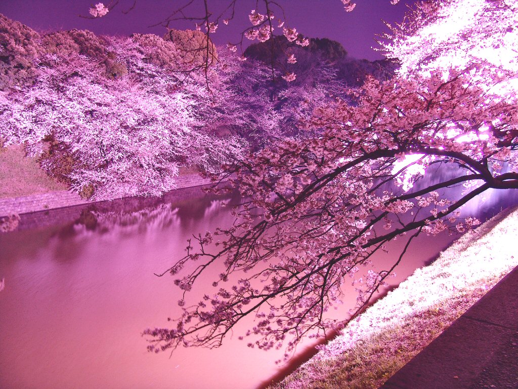 春といえば桜 壁紙にしたいほど綺麗な桜の画像まとめ 高画質 Naver まとめ