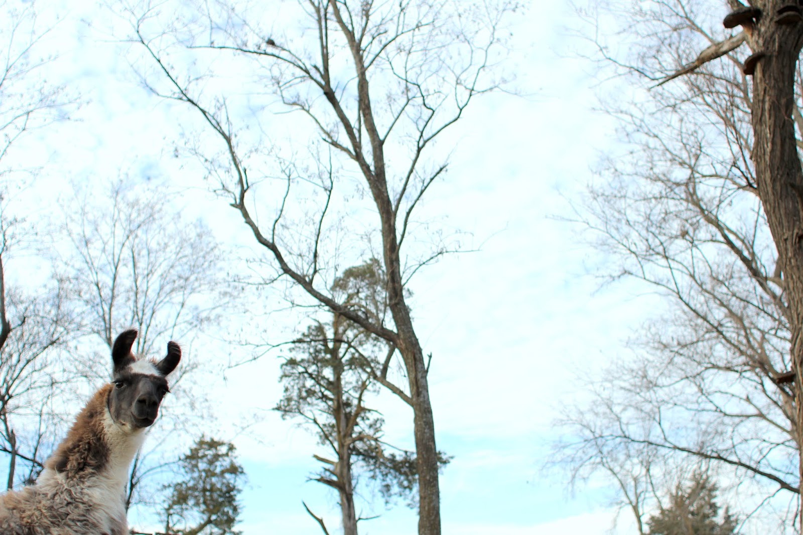 26 east ride with us wild rose equine center