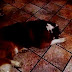 Vídeo da Semana: Ronco 'descomunal' de um cão