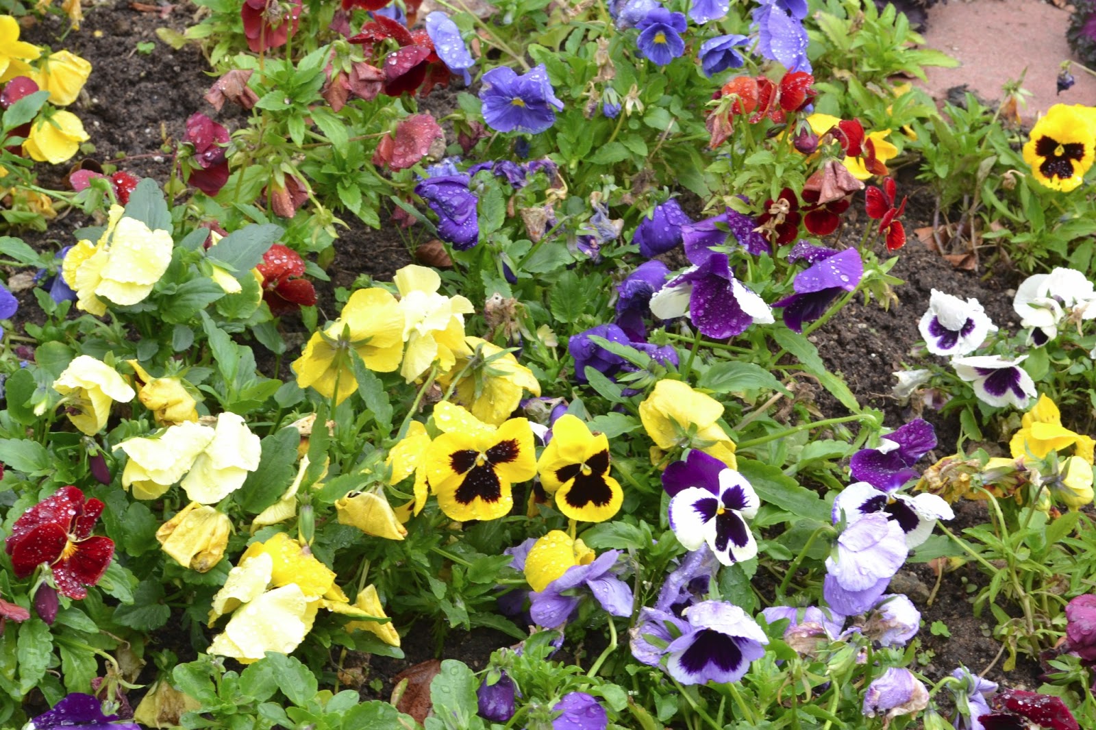 My Painted Garden Pansy Inspirations