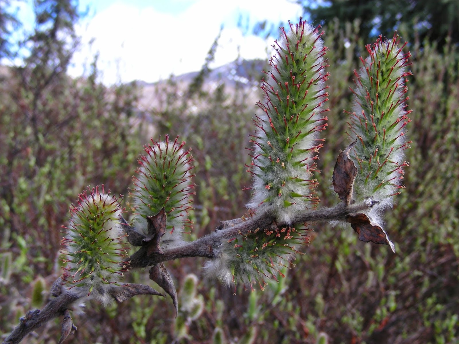 Trees Salix alaxensis Alaska willow Feltleaf Willow