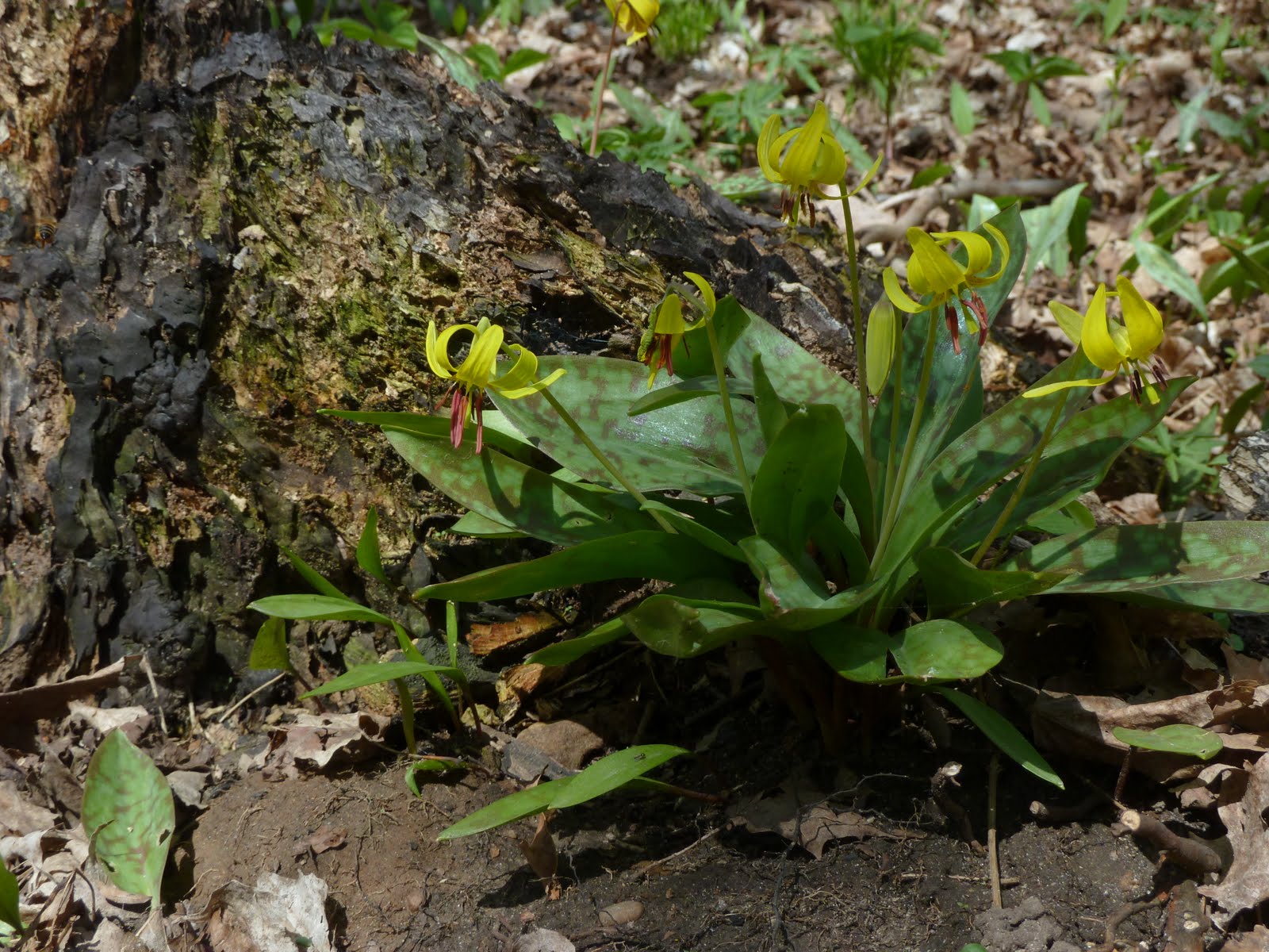 Gathering Around The Grill Urban Foraging