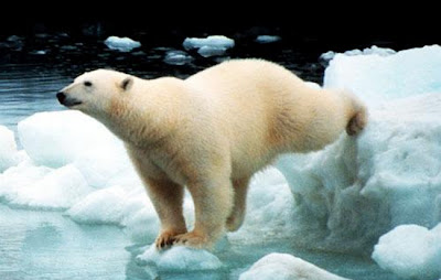 Beruang Kutub Gambar