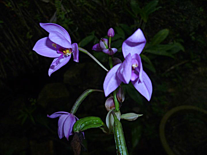 Spathoglottis plicata Blume Terrestrial Spathoglottis