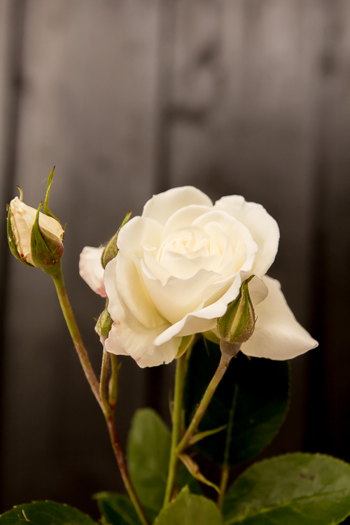 Amalie loves Denmark Konfirmationsfeier - Schneewittchen-Rose Amalie loves Denmark Konfirmationsfeier - Schneewittchen-Rose