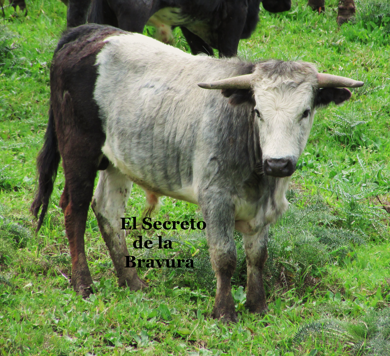 El Secreto de la Bravura: Un Pelo Raro...