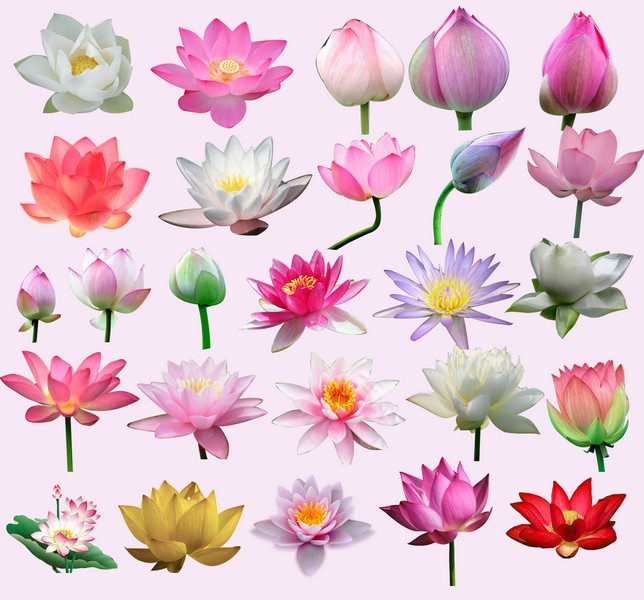 Google Free Pictures Of Lotus Flowers 112