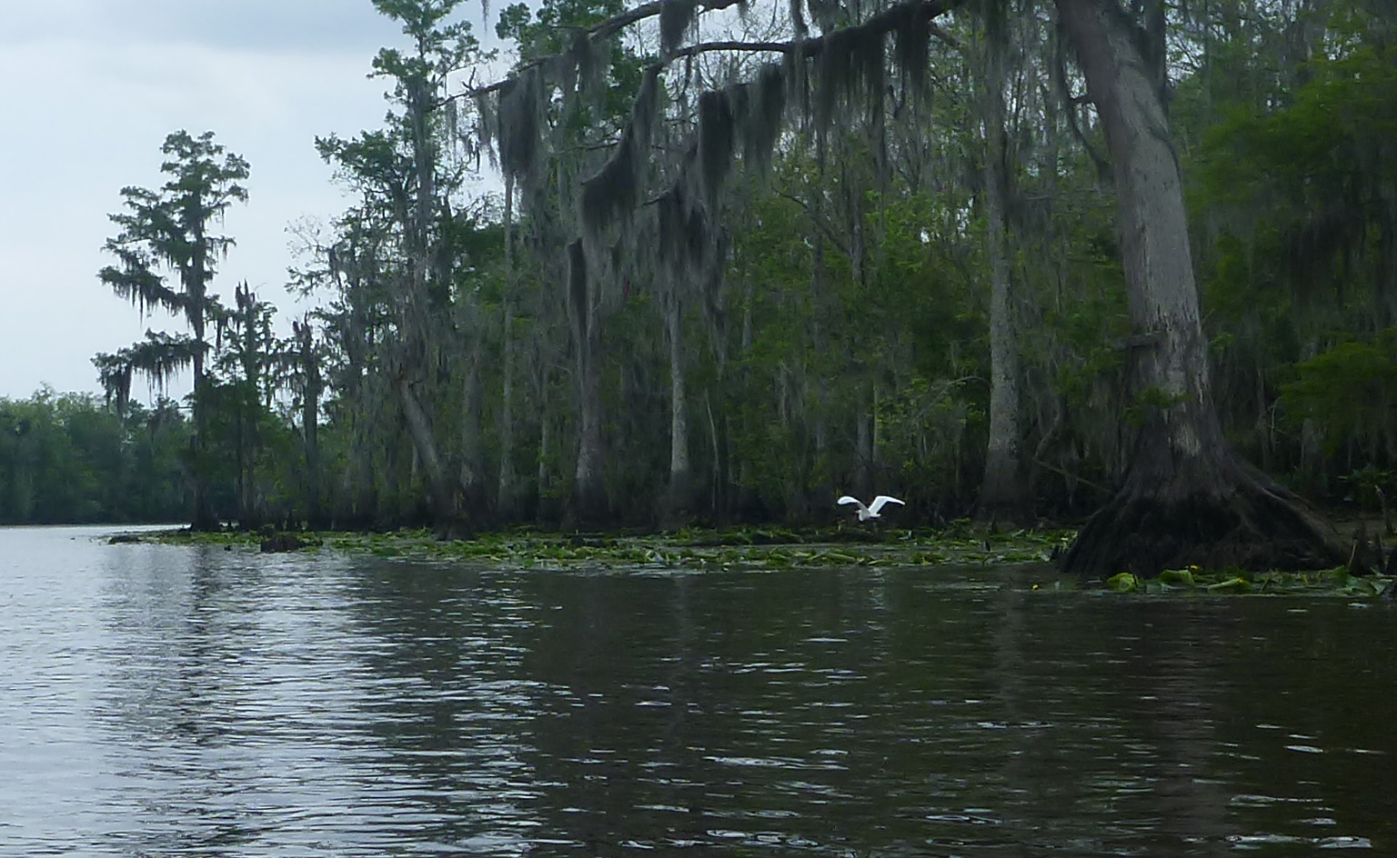 Southeastern Louisiana Paddling Paddling Blind RiverTwo Options