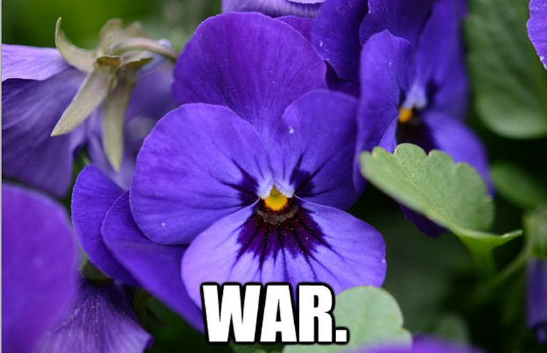 NYU Violets Alchetron, The Free Social Encyclopedia