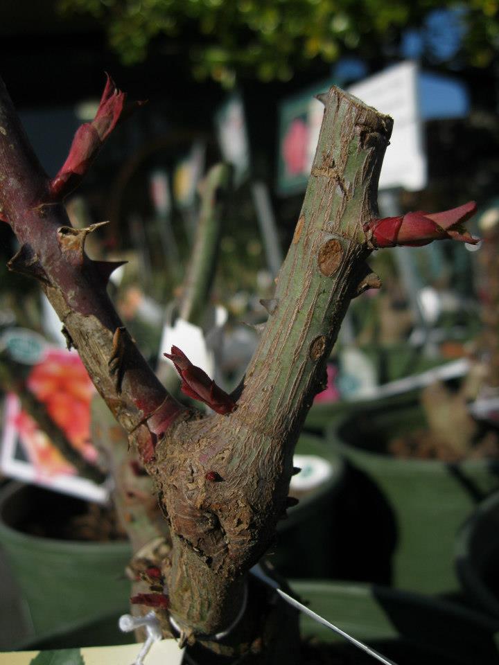 Dormant roses have arrived! Sloat Garden Center