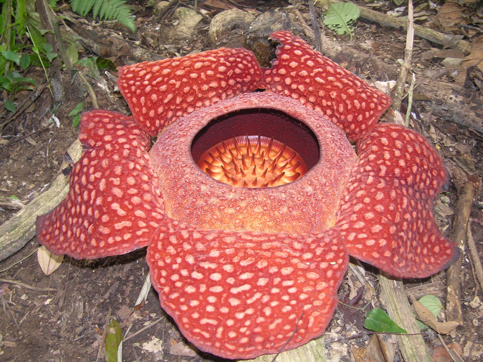WORLD's LARGEST SINGLE BLOOM FLOWERS