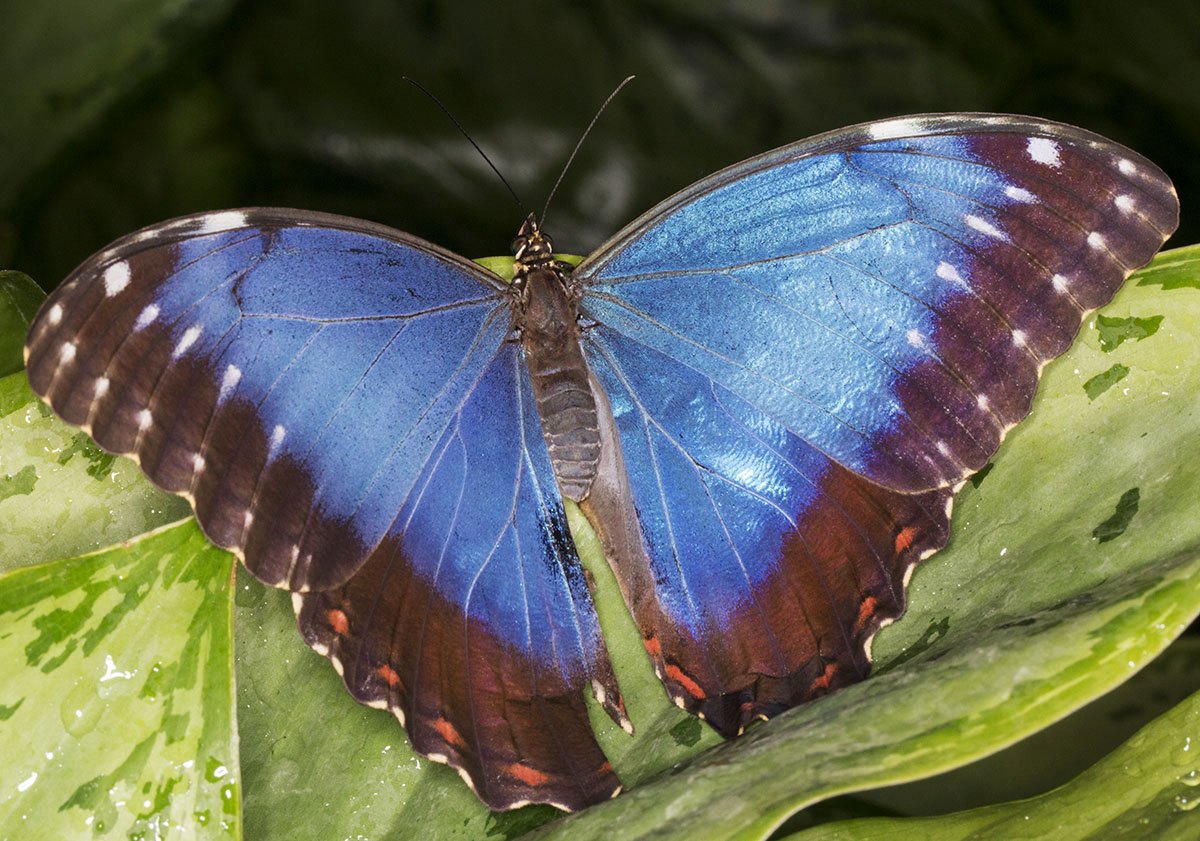 Blue Morpho, Morpho peleides. Wisley Gardens, Butterflies in the Glasshouse, 10 February 2015. Blue Morpho, Morpho peleides. Wisley Gardens, Butterflies in the Glasshouse, 10 February 2015.