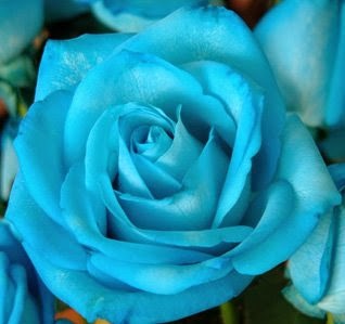 Ros Biru