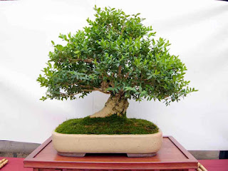 Bonsái Buxus Sempervirens Bonsái Buxus Sempervirens