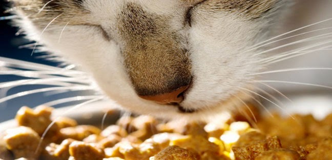 Ciotole Per Cani E Gatti Regole Consigli E Pulizia