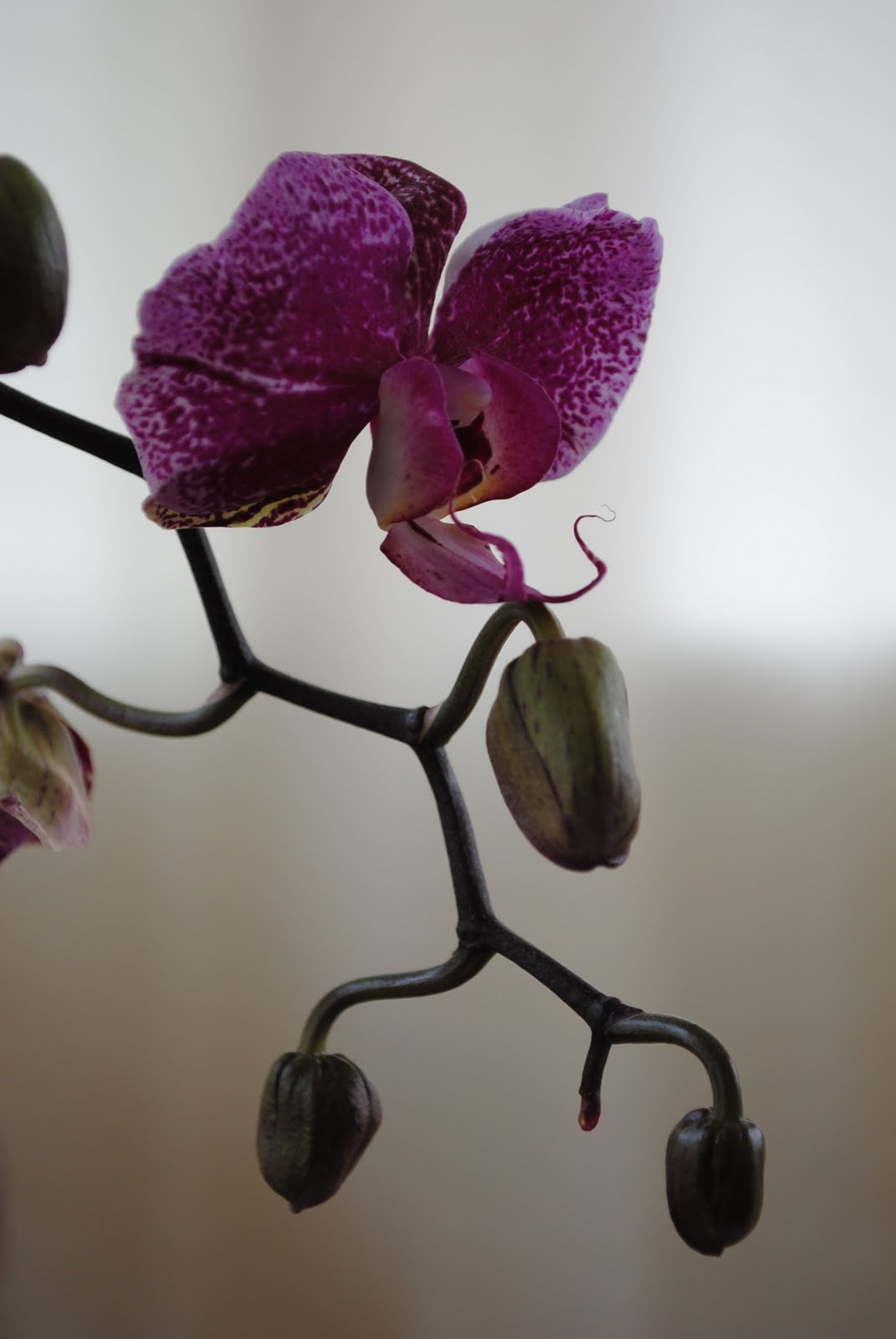 Potted Farm Orchid Reblooming