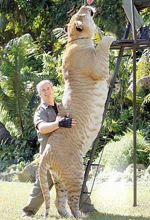 World's Biggest Cat Liger Pictures World's Biggest Cat