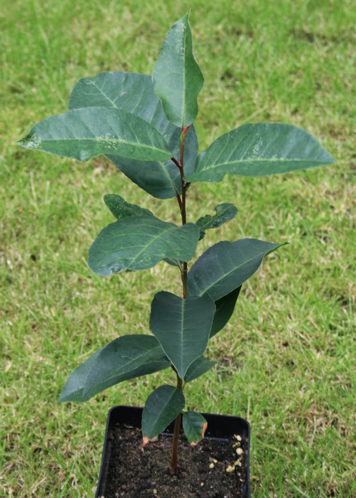 Prunus Africana another tree species that needs to be saved urgently