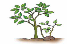 Perkembangbiakan Vegetatif Buatan - asa generasiku