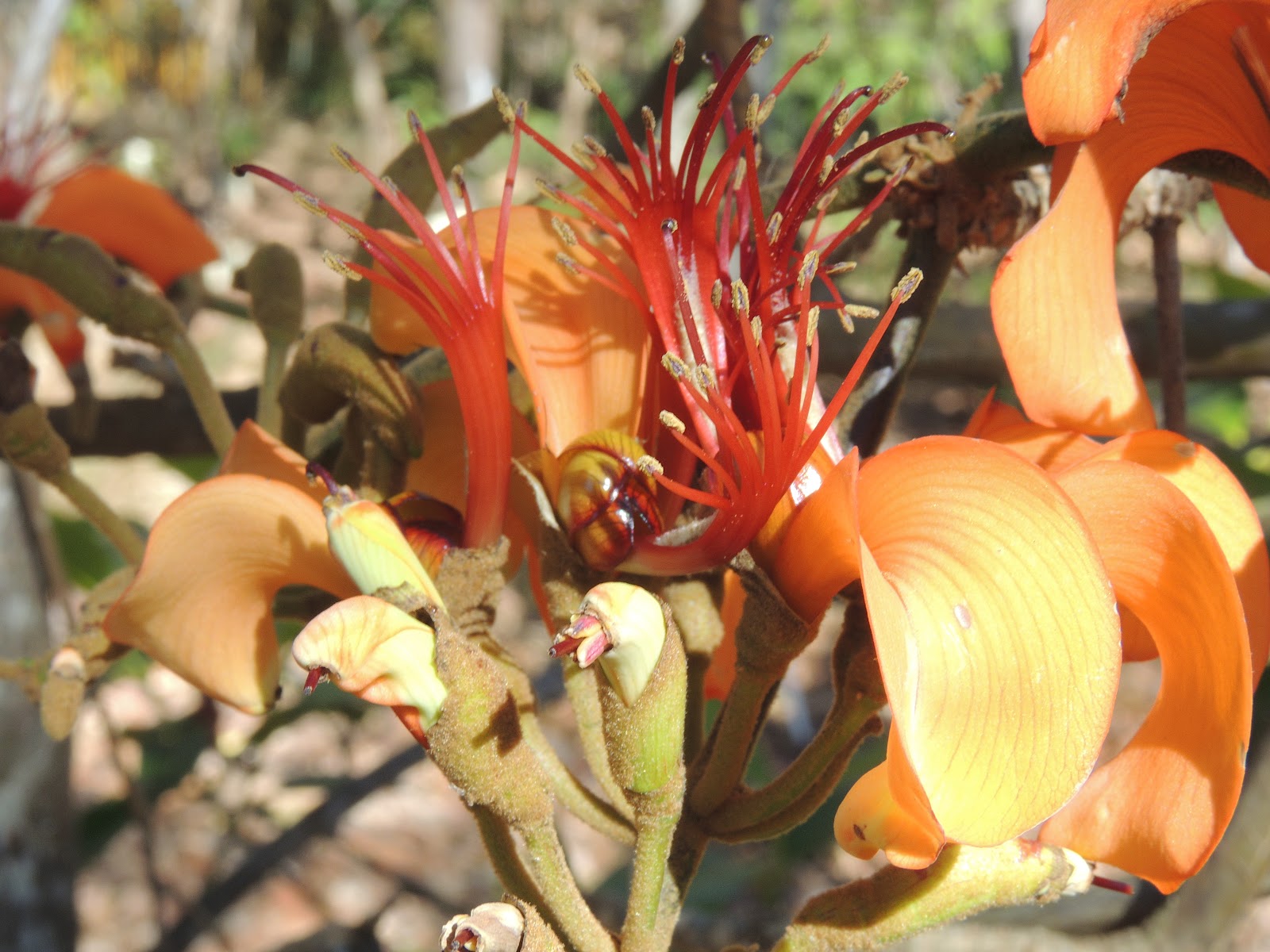 The Flowering plants (Leguminosae Fabaceae) Fabaceae Erythrina