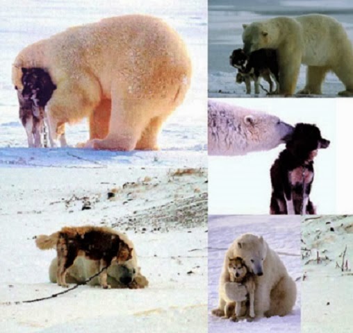 Adorable Polar Bear & Dog Friendship - Why aren't these two natural adversaries fighting viciously? Adorable Polar Bear & Dog Friendship - Why aren't these two natural adversaries fighting viciously?