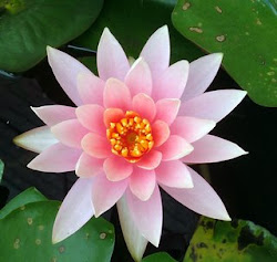 flor de Lotus