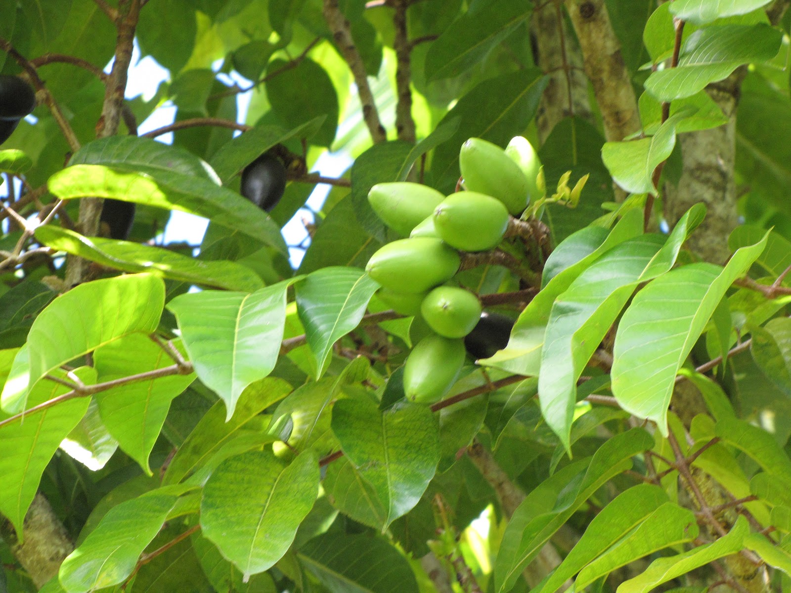 Fruit Warehouse Pili Nut ( Canarium ovatum )