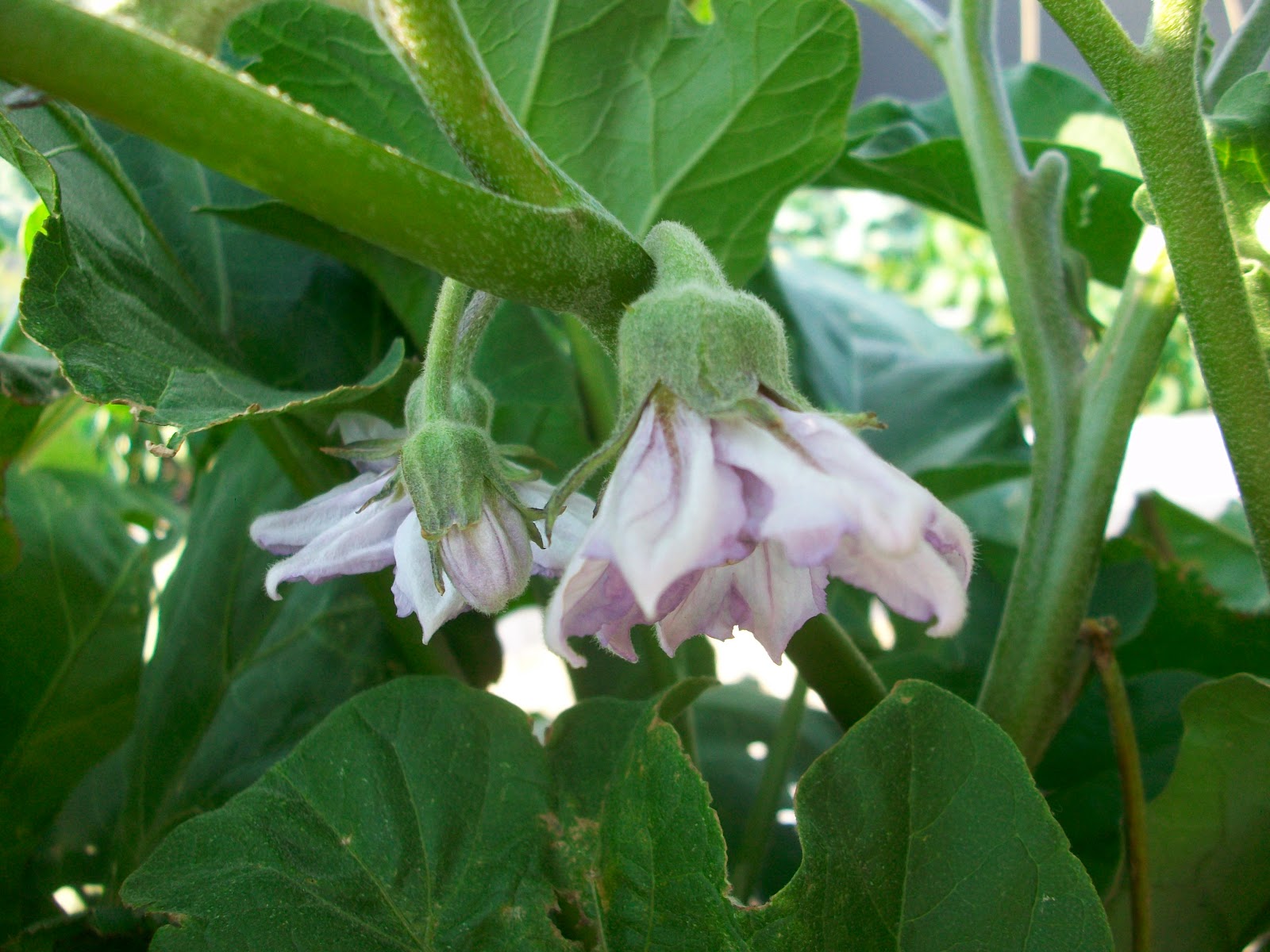Edible Skyline A Rooftop Revolution in Milwaukee How to turn eggplant