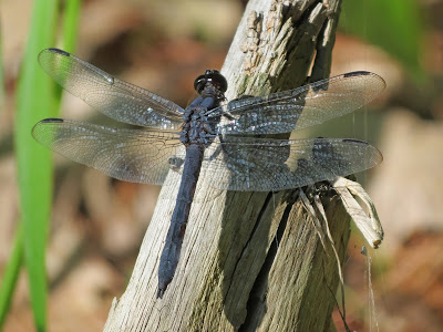 Slaty Skimmer - Staff House, Murphys Point Provincial Park, ON