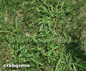 the grass rhizome control broadleaf weeds in fall broadleaf weeds