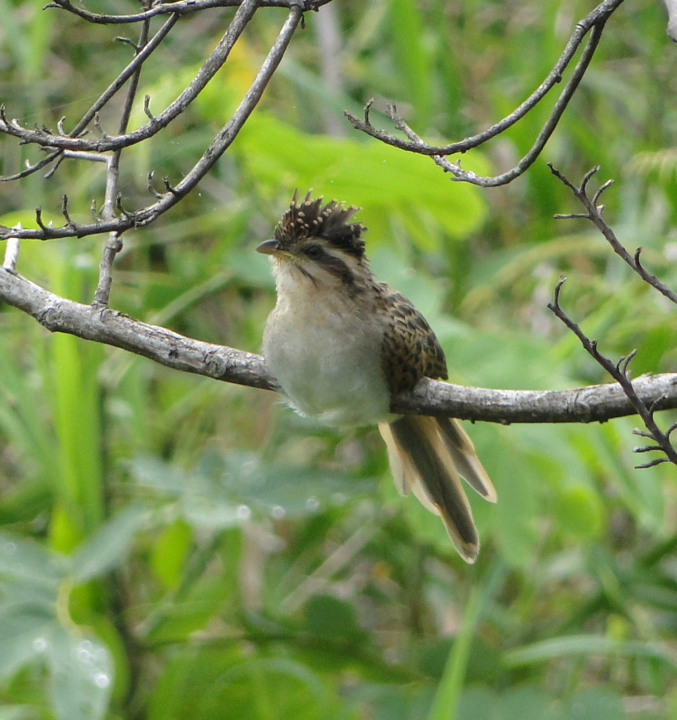 BIRDS(পাখি) American Cuckoos/আমেরিকার কোকিল
