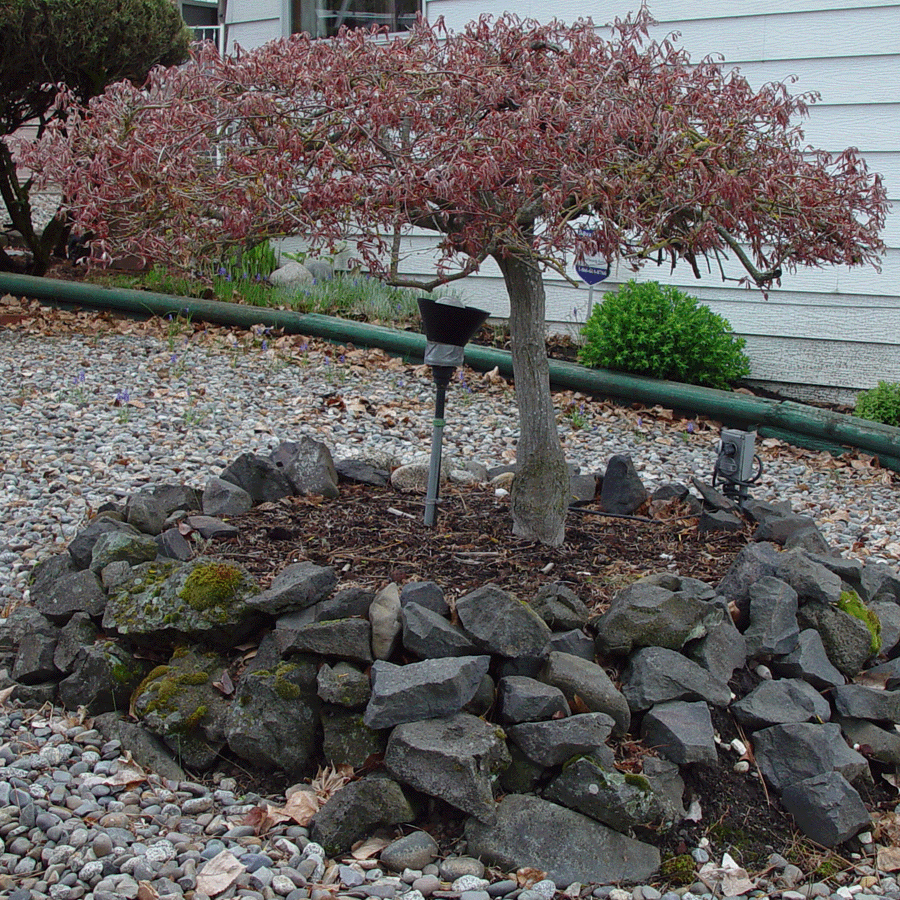 Eden By The Bay Bonnie's Garden