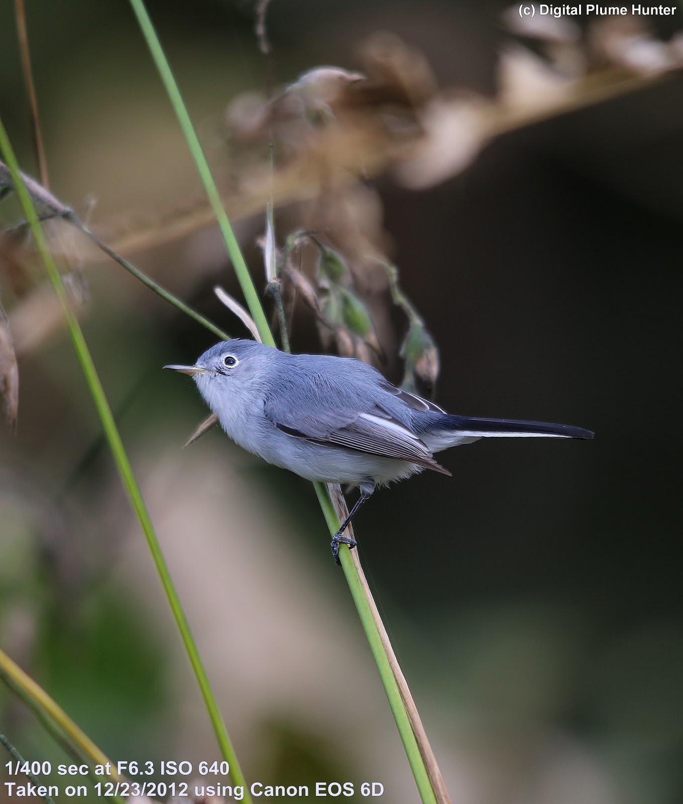 Hunting Digital Plumes In The Us And Beyond A Photoessay In Blue The Blackandwhite Warbler Is An Incredibly Challenging Subject To Photograph Moving Quickly Across Branches And Creeping Up And Down Tree Trunks Business Essays also Essay On Healthy Eating Habits My First Day Of High School Essay