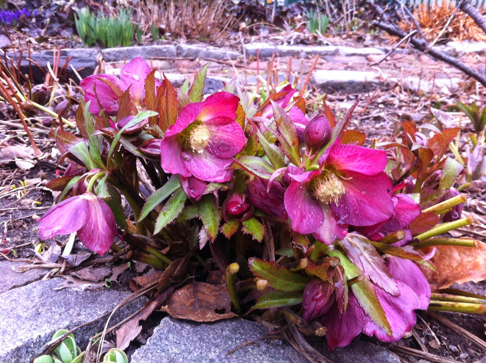 The Summit Street Garden Brooklyn, NY Hellebores in Bloom