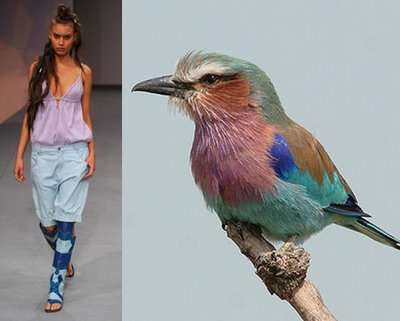 Fashion Designer Inspired By Bird Of Paradise Fashion Designer Inspired By Bird Of Paradise