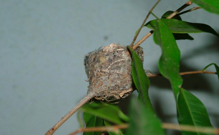 Colibríes: Qué crecer para animarlos a anidar en su jardín | OregonLive.com