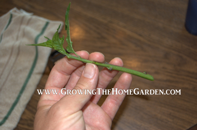 Propagating Peppers Through Cuttings Growing The Home Garden