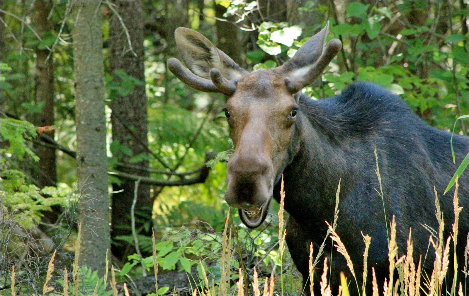Funny Moose