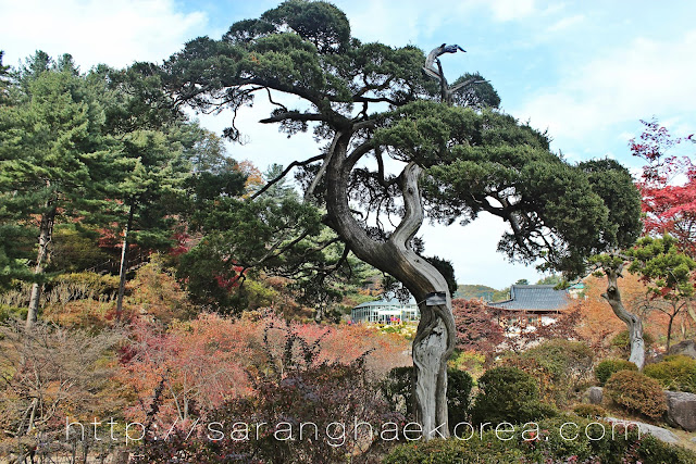 an old tree in the garden of the morning calm an old tree in the garden of the morning calm