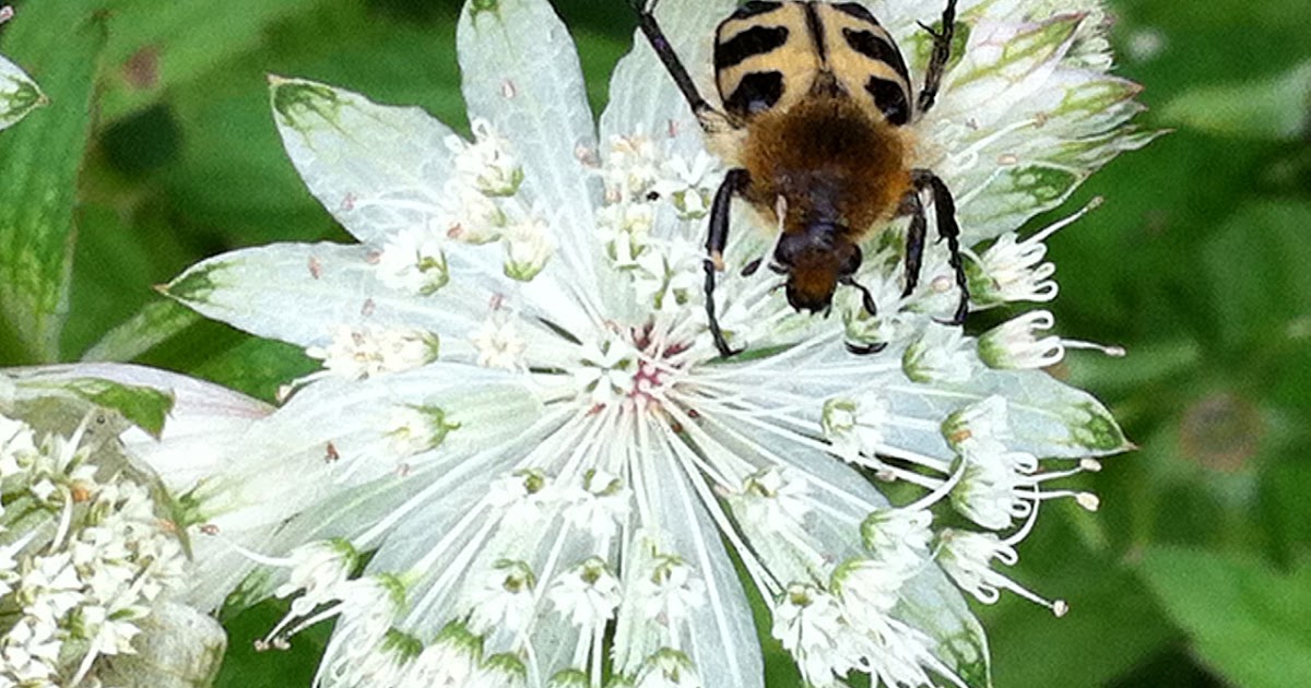 WAS IST DAS FÜR EIN TIER? goldenfairycottage